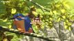 [Anime4up rest] FSC EP 09 HD