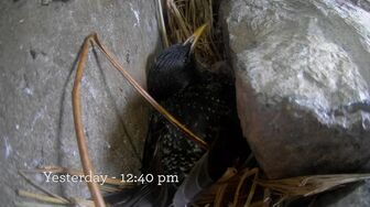 Springwatch S21E08 HDTV H264-RBB